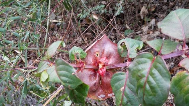 武陵源风景名胜区-一步难行