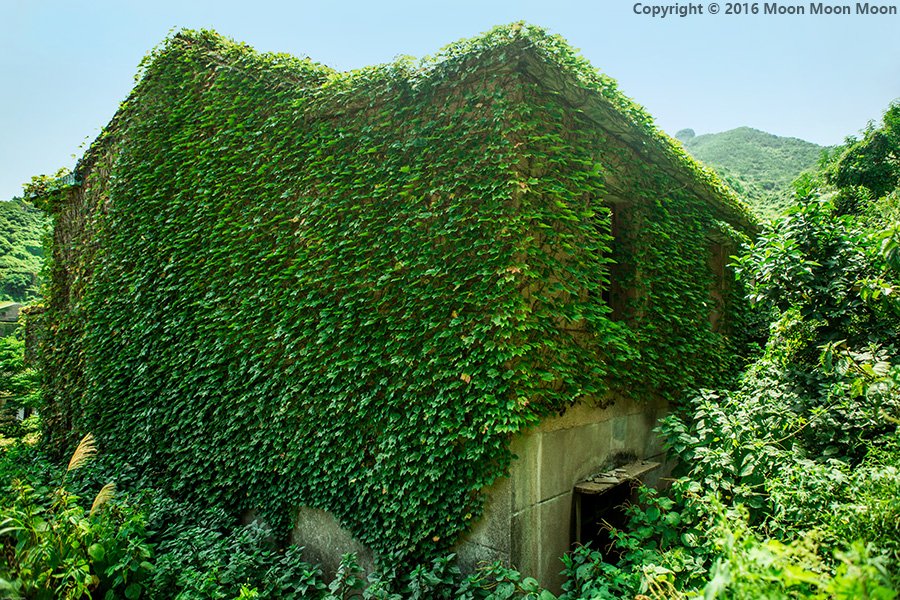村是一座荒废了很久没人居住的村落大部分房屋都爬满了爬山虎基本已经