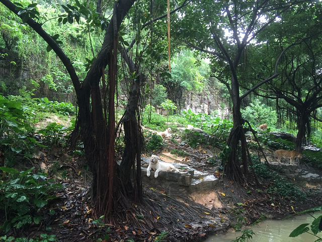 2017今天我们要游玩长隆野生动物世界,下雨天