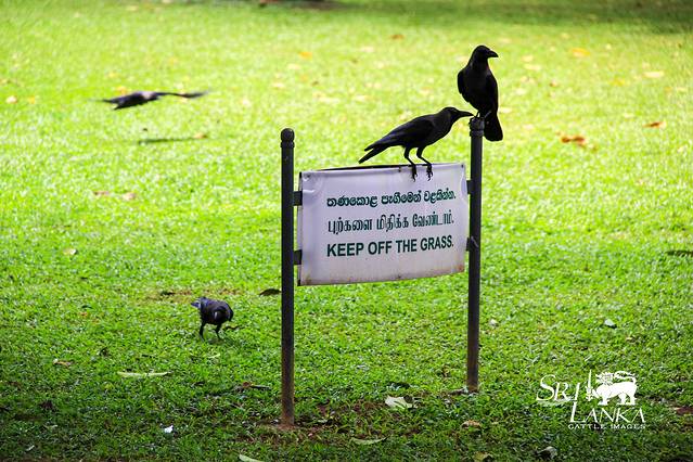 维哈马哈德维公园