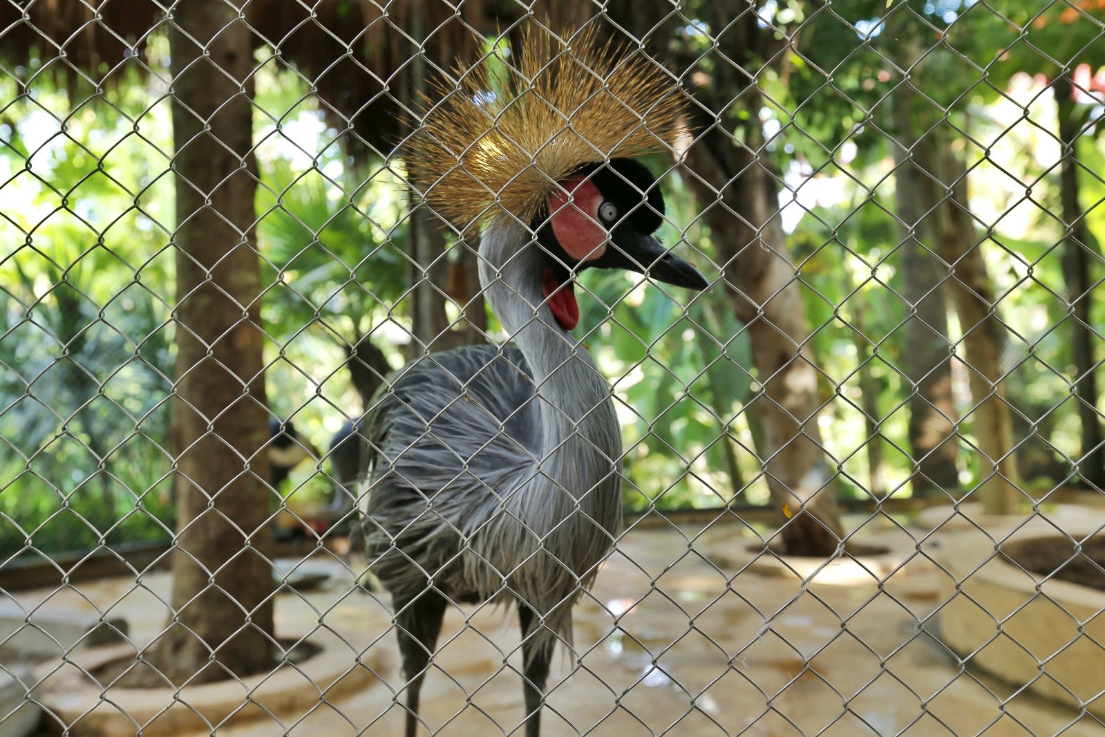 2023三亚彩色动物园游玩攻略,.:12:00-18:30 三亚宋城彩.