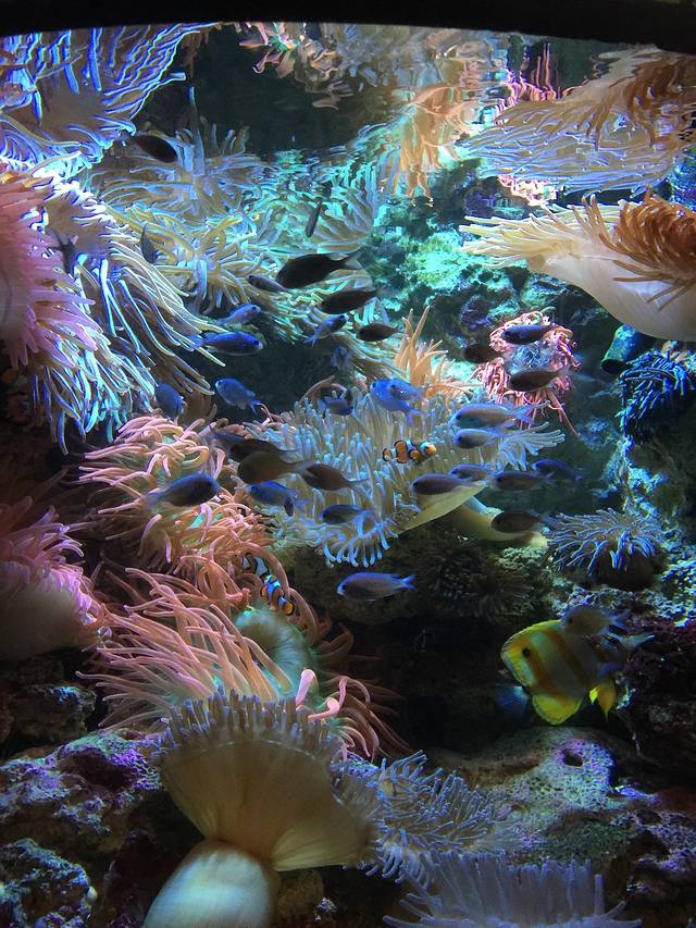 佐治亚州水族馆
