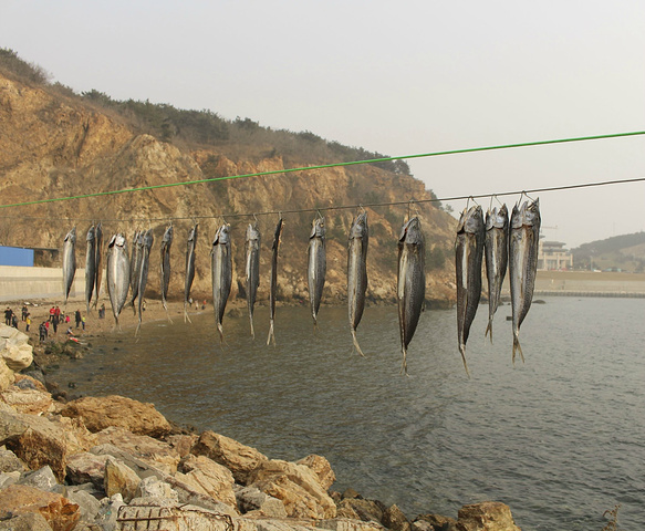 2017挂在海边晒干的鱼和难看的魔鬼鱼,可以想
