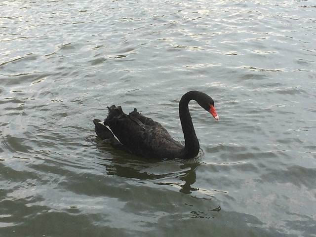 北方森林动物园