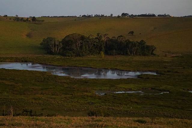 布罗姆菲尔德哈斯提斯沼泽