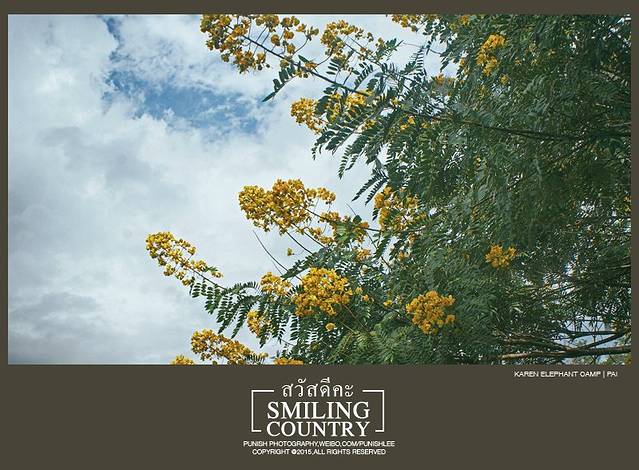 Thom's拜县大象营