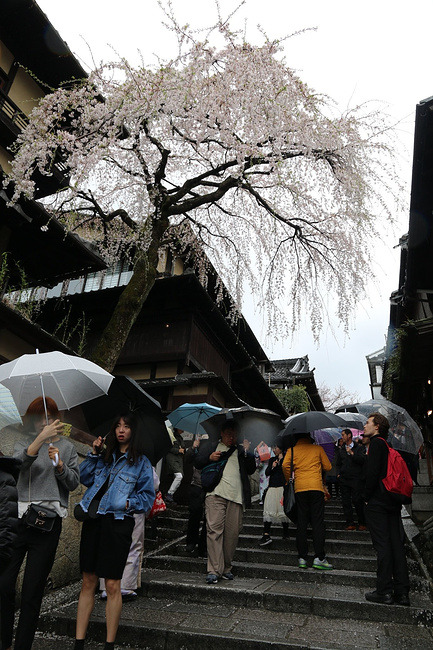 #游记小赛#京都四月游,樱花烟雨惹人留_京都旅