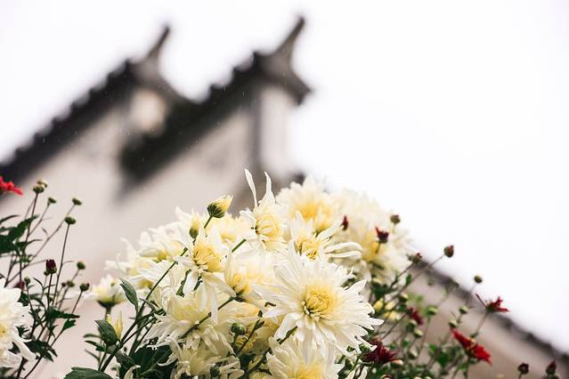 黄山三棵树景区