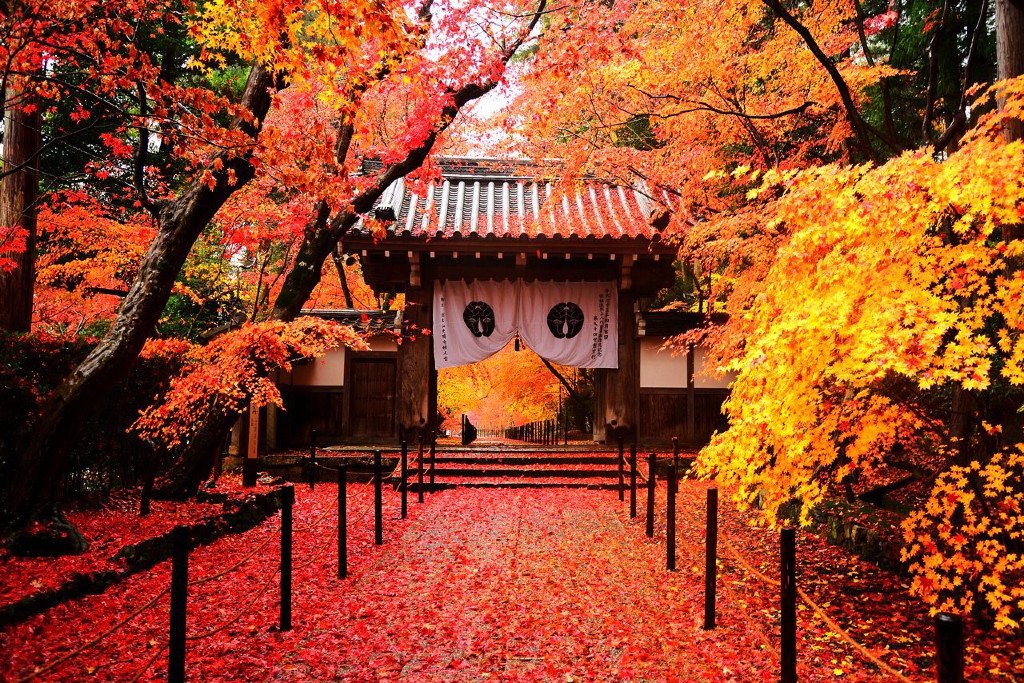 红叶季 来京都 京都旅游攻略 游记 去哪儿攻略 红叶季 来京都 京都旅游攻略 游记 去哪儿攻略