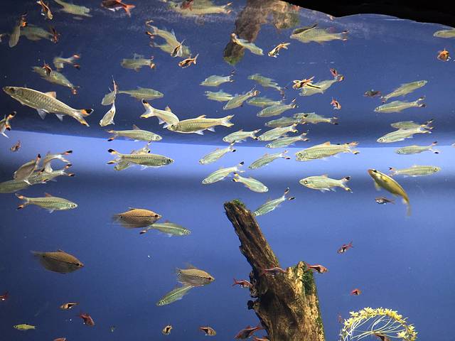 佐治亚州水族馆