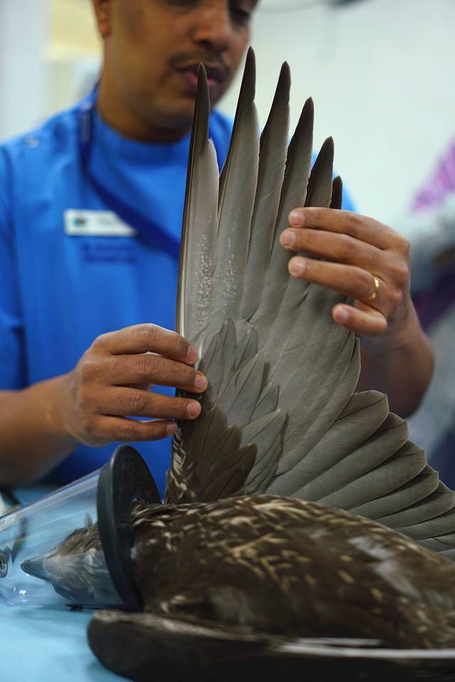 阿布扎比猎鹰医院
