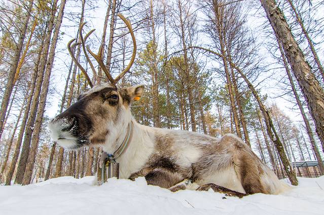 敖鲁古雅原始驯鹿部落