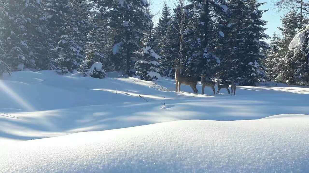 【粉雪胜地】我在长白山自然保护区内，滑天！池！雪！