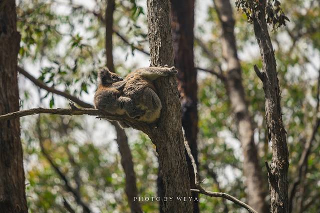 面面旅拍--迷情考拉,追寻袋鼠,从阿德莱德到墨