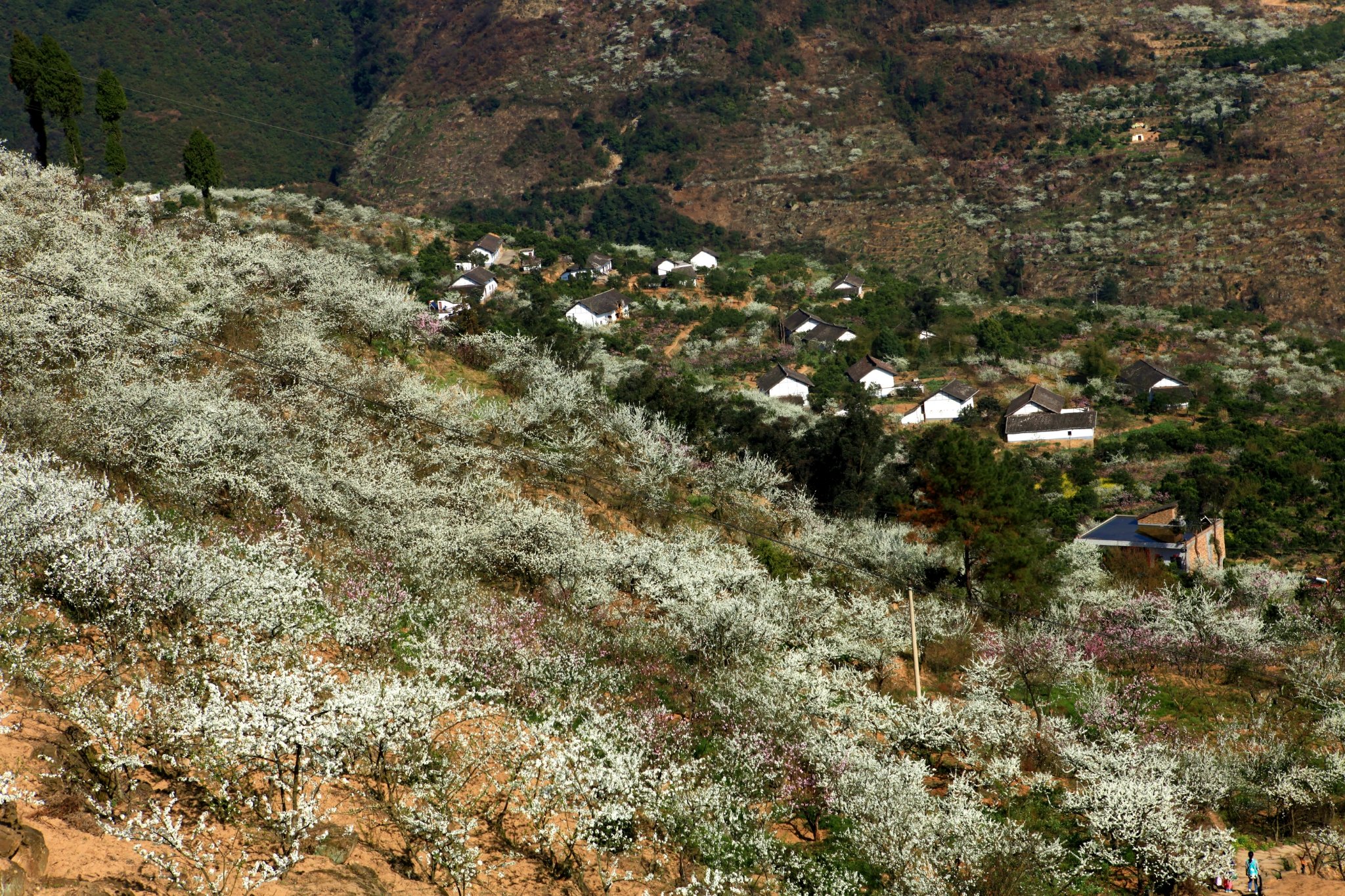 赤水河谷大峡谷，乌蒙花海等你来