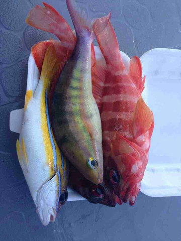 海钓归来,这些都是我们的晚餐啦,bbq烤鱼,不过当地人烤鱼直接把鱼就