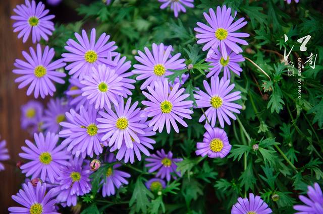 东栅景区文昌阁(新华路)