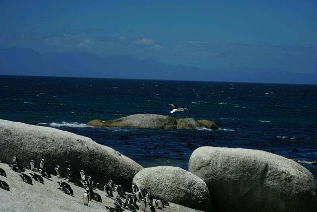 开普敦好望角自然保护区