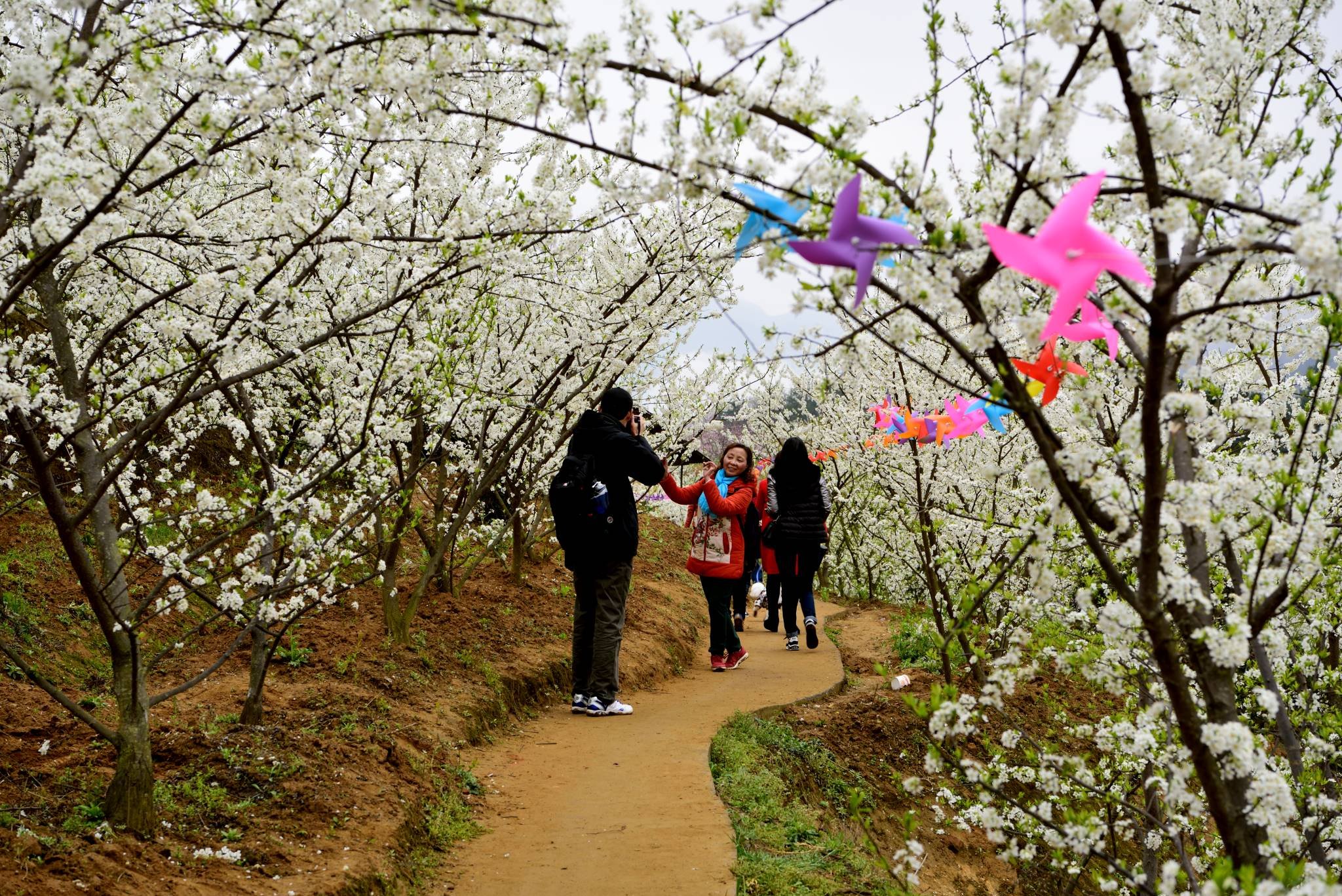 乌蒙花海好去处，好吃好玩看这里。