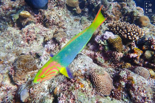 Blue Holic青之洞窟