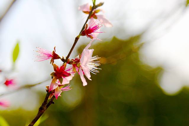 西陵峡世外桃源