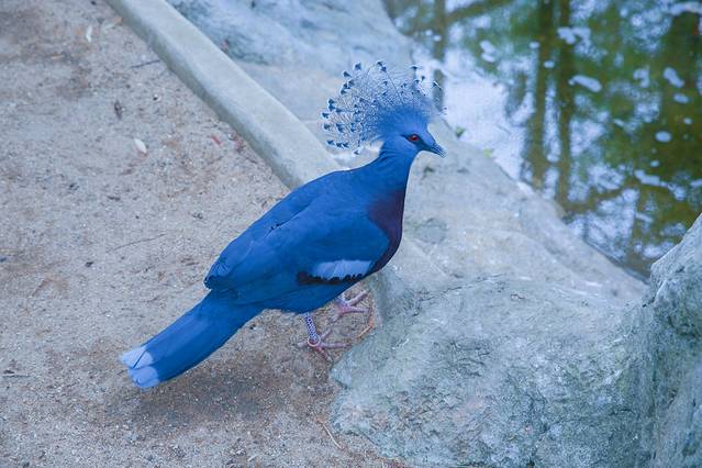 清迈夜间野生动物园