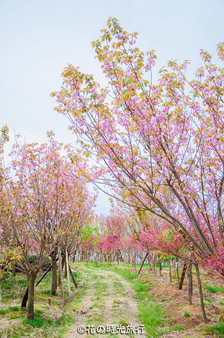 上马岗樱花基地