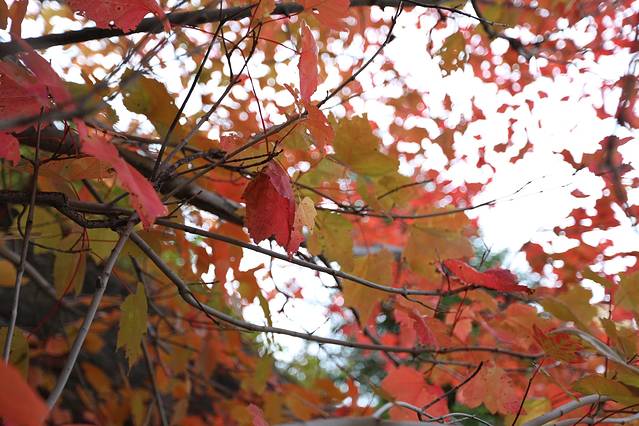 阿尔冈金省立公园