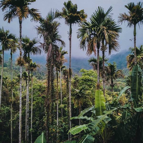 2019槟榔谷门票,三亚槟榔谷游玩攻略,槟榔谷游