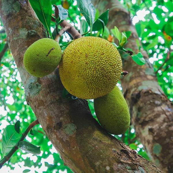 2019槟榔谷门票,三亚槟榔谷游玩攻略,槟榔谷游