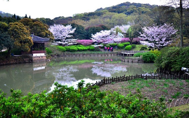 可是从远处怎么看都是荧光绿色的一般,很多游客凑近了观赏_樱花谷&