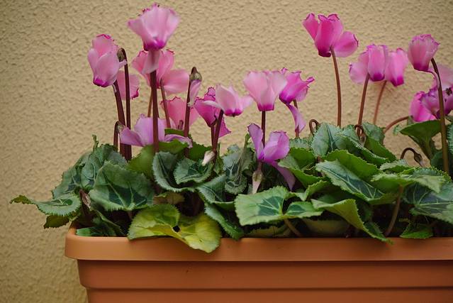 长安花卉科技示范园区