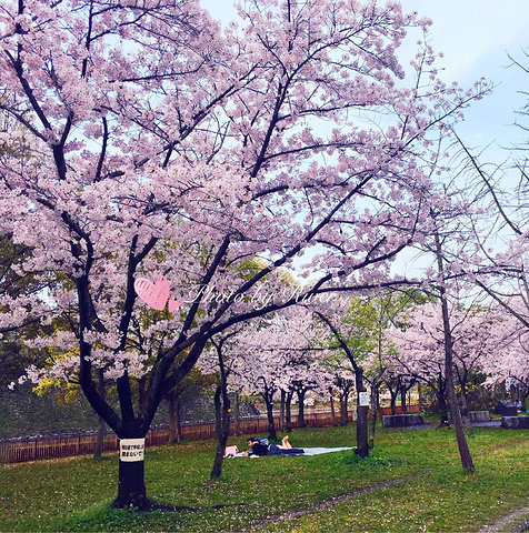 【大阪城公园】 地址:大阪市中央区大阪城1-1 