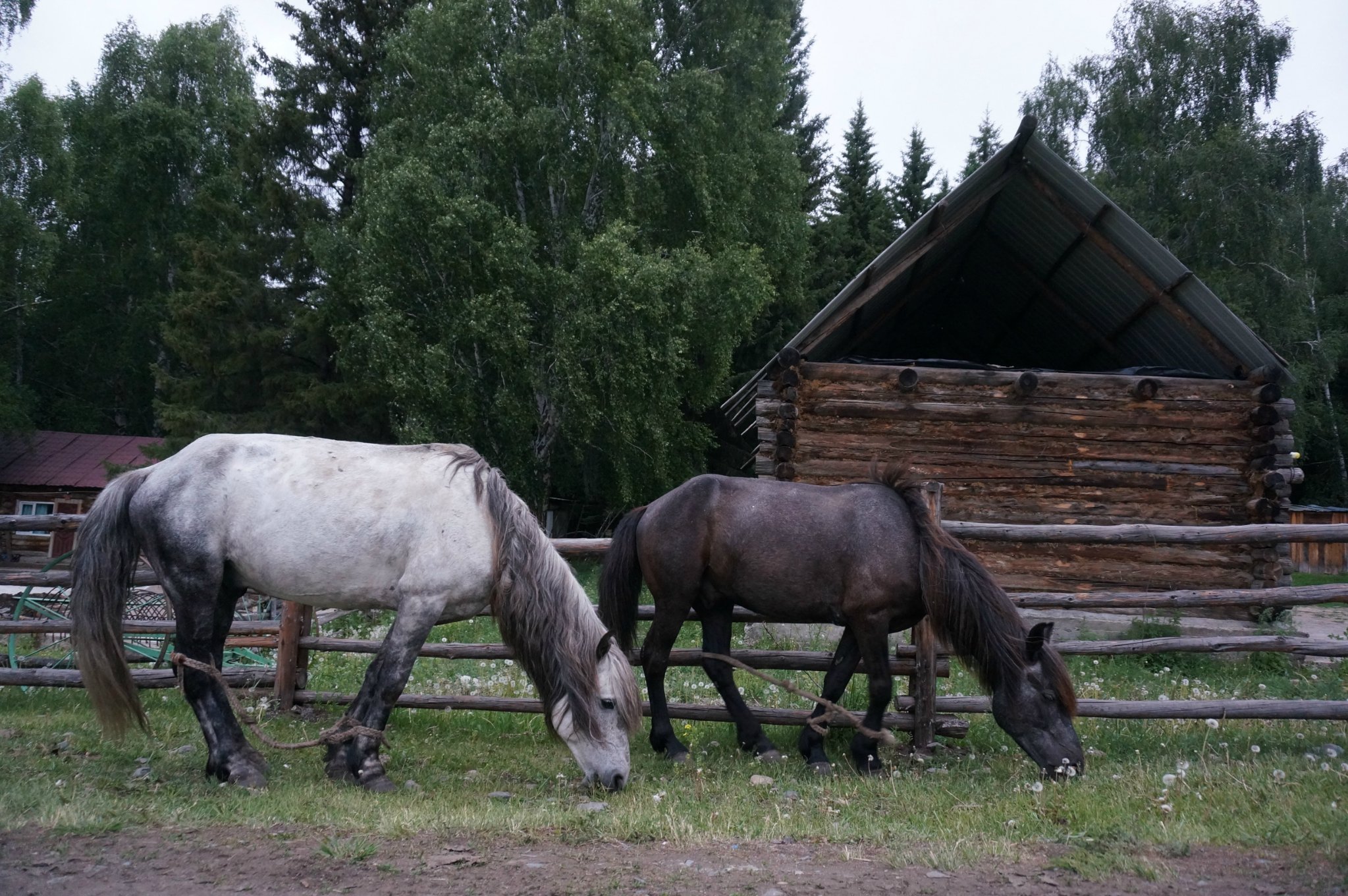 自由自在的在村子里闲逛,然而马并不常见,这两匹马全都拴上了马绊子