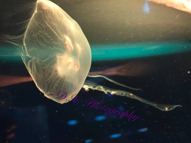 关岛海底世界水族馆