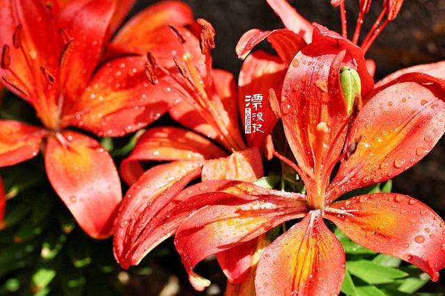 英山四季花海景区