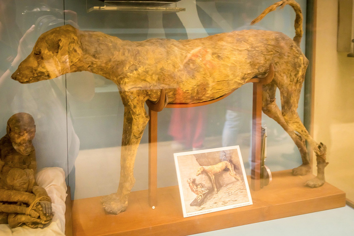 2018他们也不知道埃及有什么地方好玩的,所以