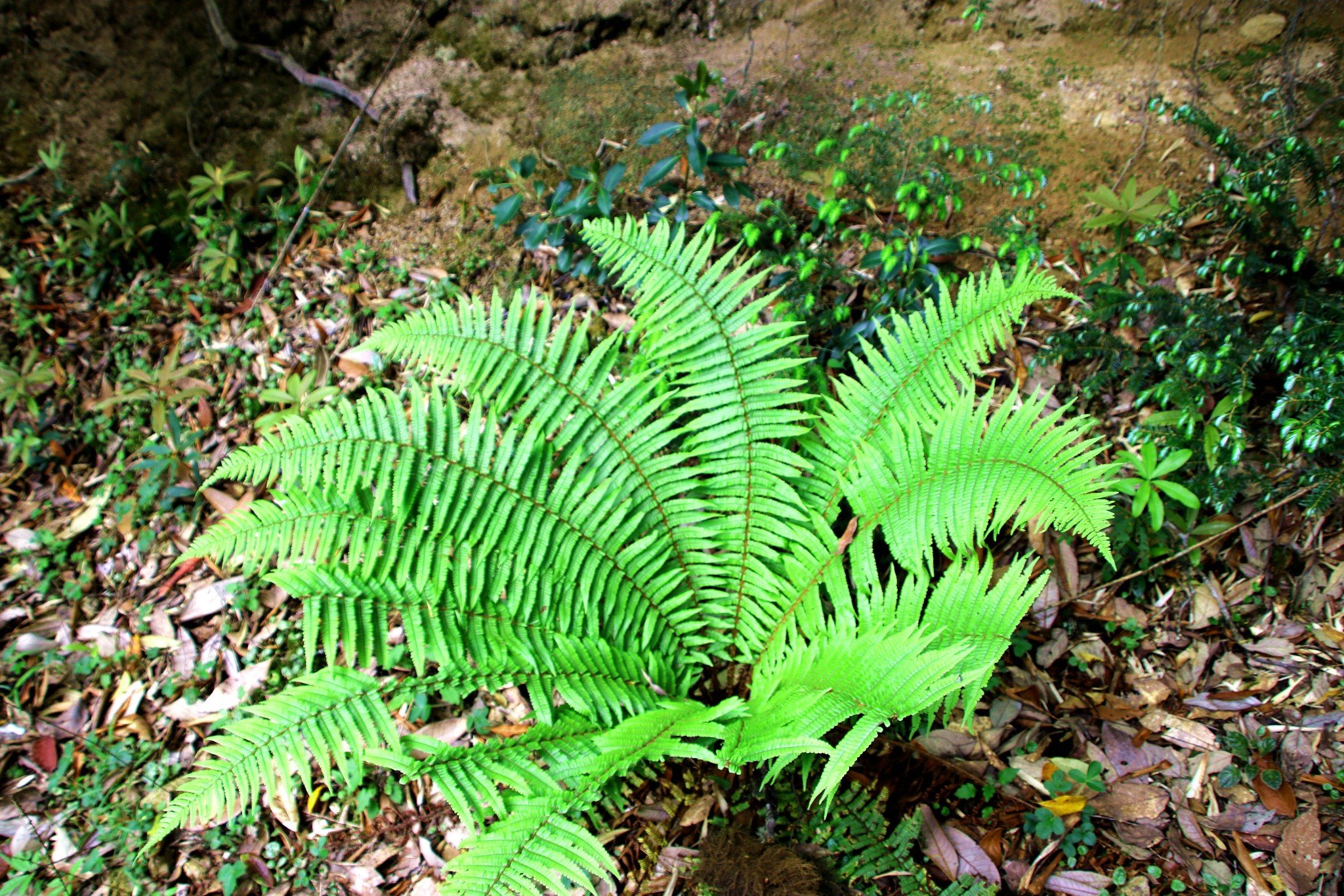 与恐龙同时代的珍贵的莎椤树.