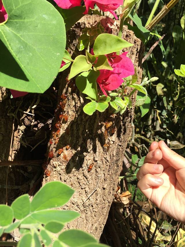 Sai Nam Phung兰花园