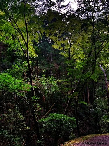 2020春日山原始森林被列为特别天然纪念物,照叶树林被指定为国家名胜.