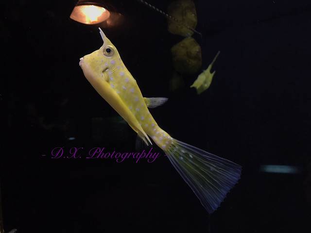 关岛海底世界水族馆