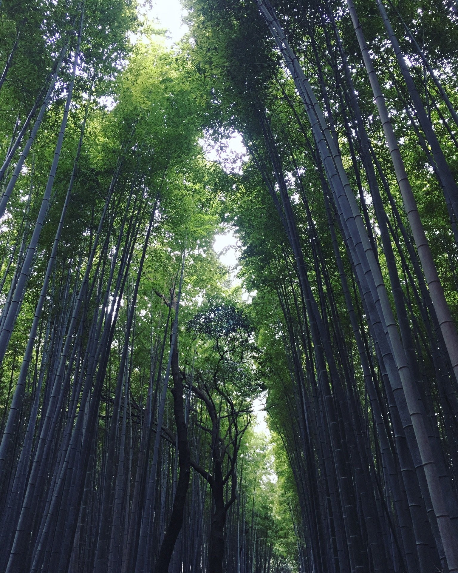 嵯峨野竹林小道游玩攻略 还偶遇了 周恩来石 上 去哪儿攻略