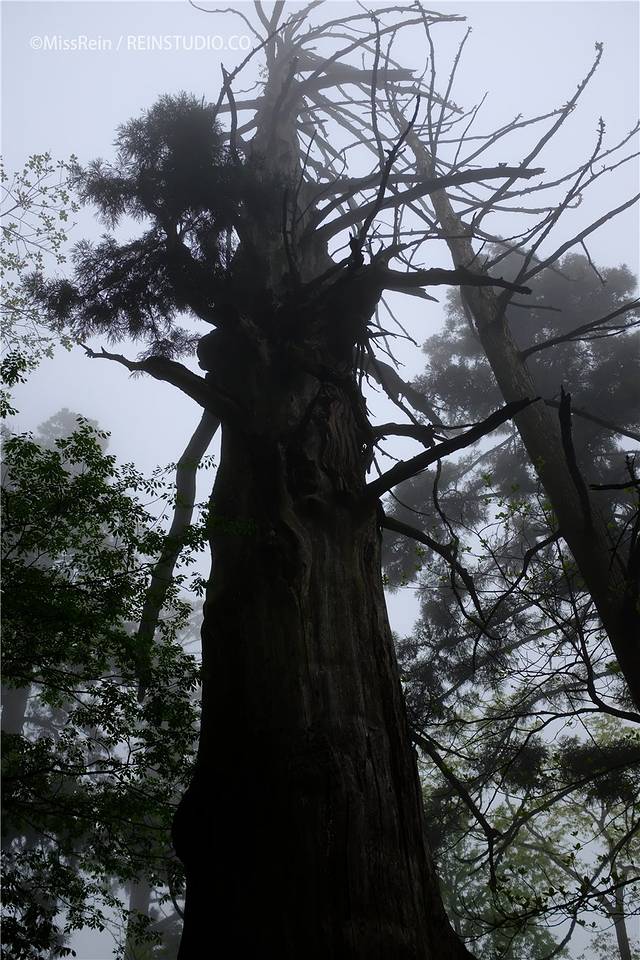 天目山自然保护区-五世同堂