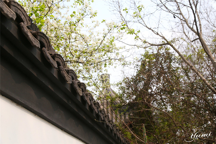 21图文 Yumi墙内的李花小而密那俏丽的花枝还多情地探出墙外引来了不少小蜜蜂和过路的游人无不驻 采石矶 评论 去哪儿攻略