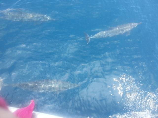 宜兰龟山岛赏鲸