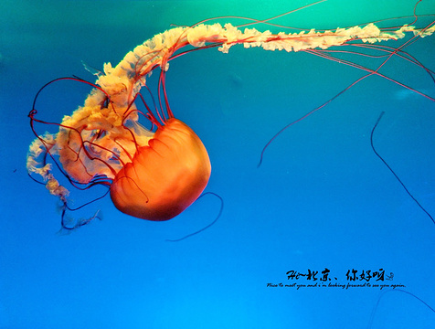 北京海洋馆
