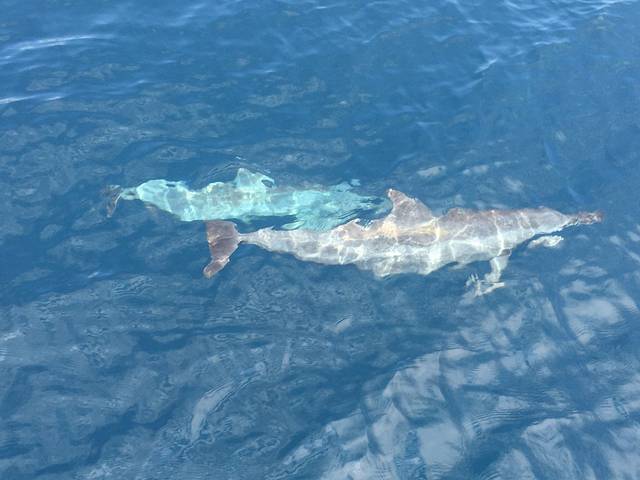 宜兰龟山岛赏鲸