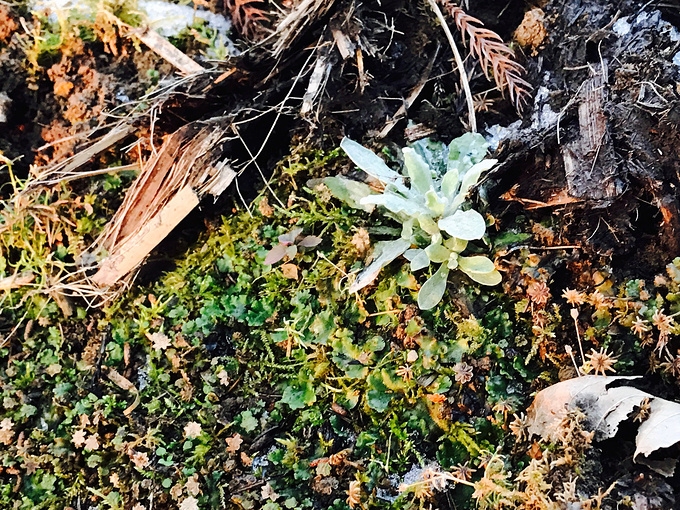 参观华中药用植物园图片