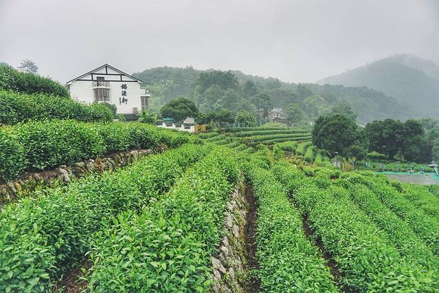 老龙井十八棵御茶园