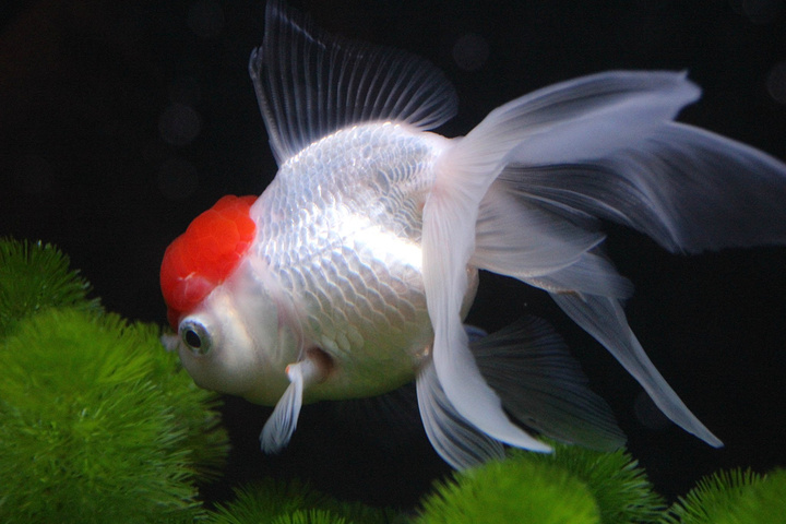 香港海洋公园分为了以下若干园区:澳洲历奇,寻鲨探秘,冰极天地